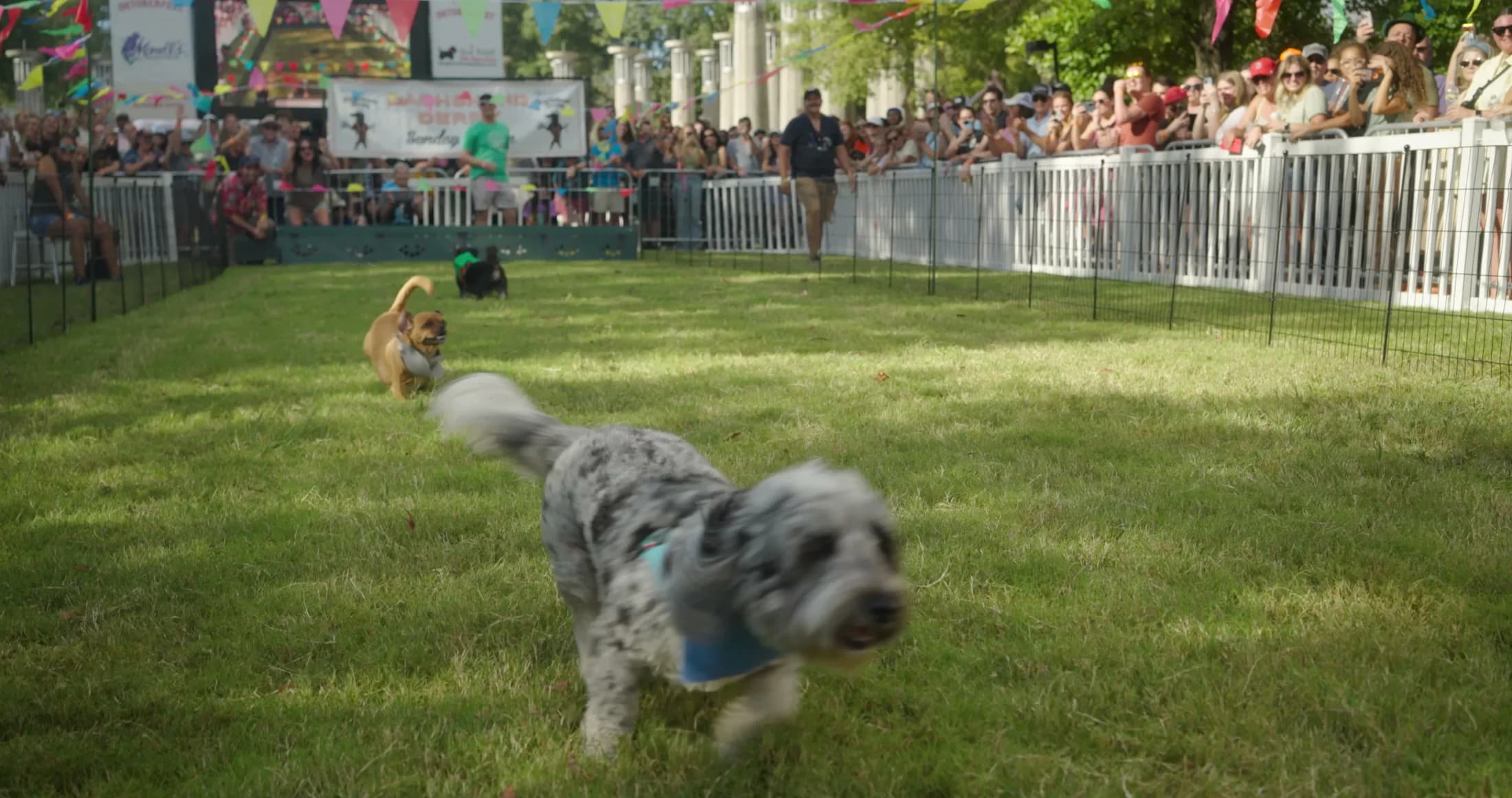 Two dachshunds sprinting down the derby track as the crowd cheers