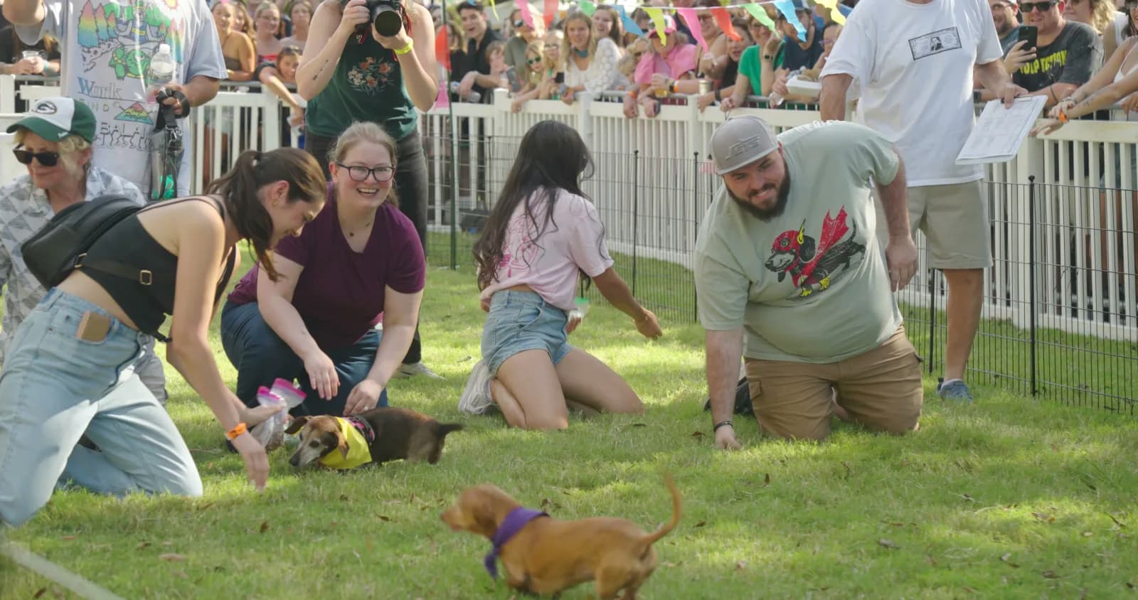 A dachshund bolting from the start line as its handler lets go